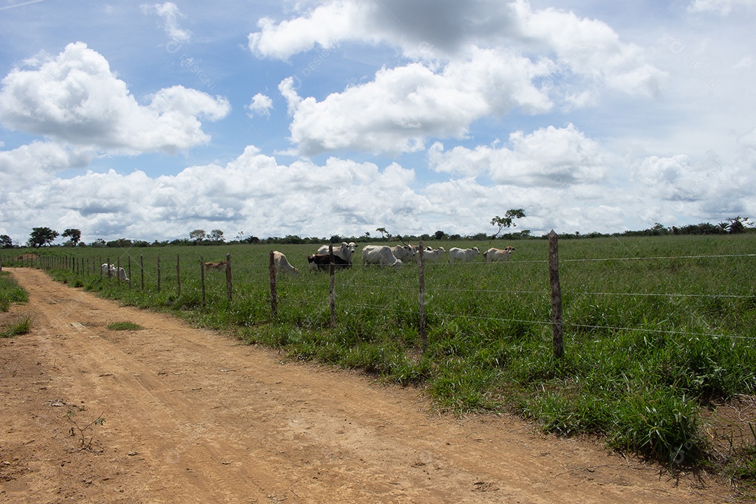 Vacas pastando em um grande pasto verde