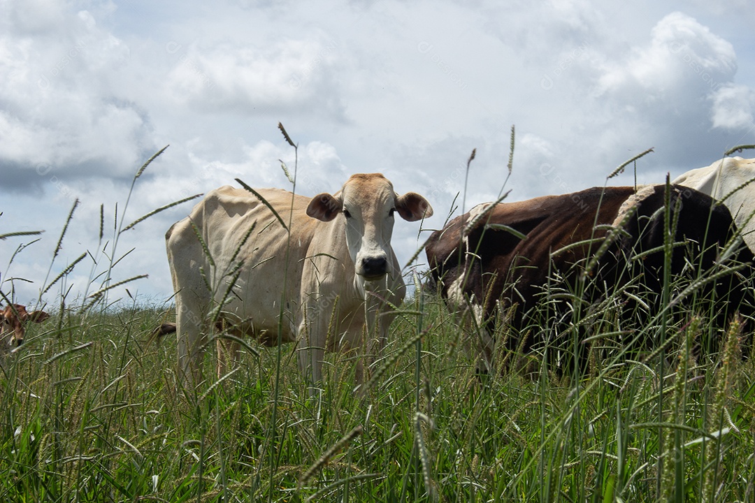 Vacas pastando e comendo em um grande pasto verde