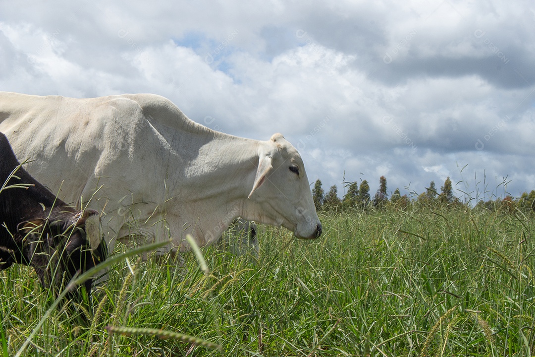 Vacas pastando e comendo em um grande pasto verde