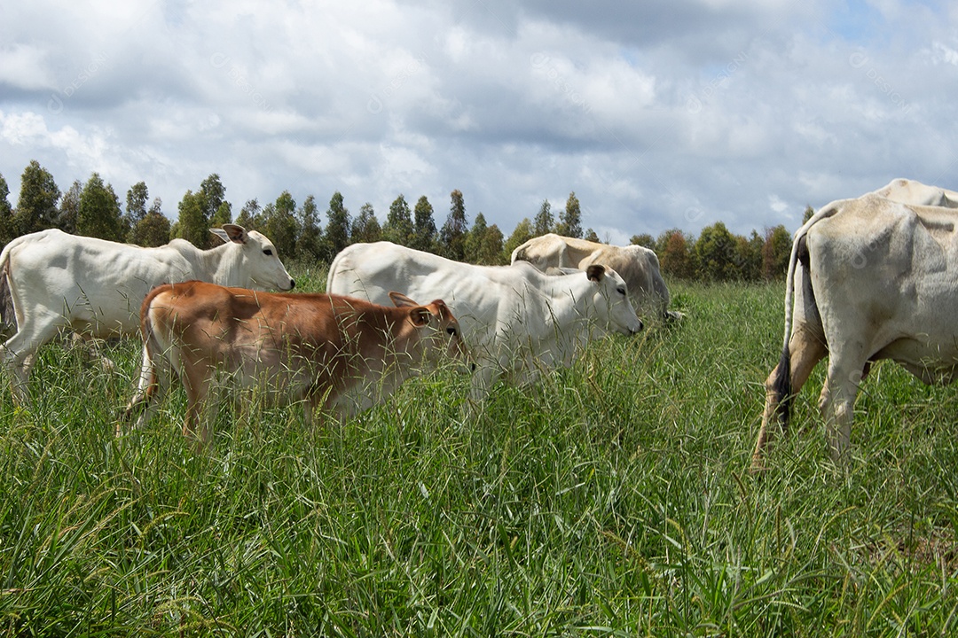Vacas pastando e comendo em um grande pasto verde