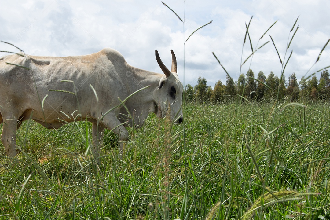 Vacas pastando e comendo em um grande pasto verde