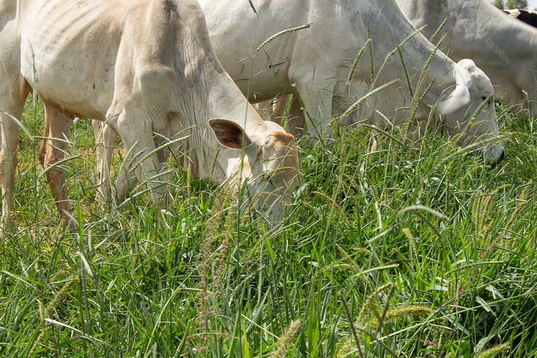 Vacas pastando e comendo em um grande pasto verde