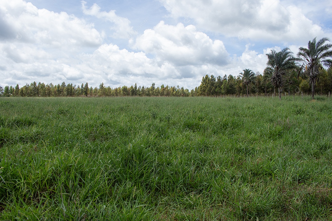 cerca que divide um grande pasto verde com árvores de eucalipto