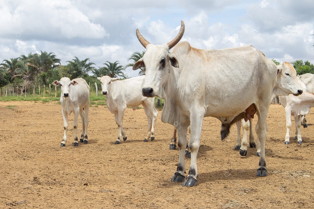 Vacas pastando e comendo em um grande pasto verde