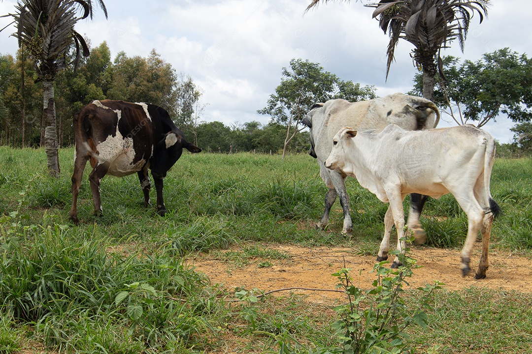 Vacas pastando e comendo em um grande pasto verde