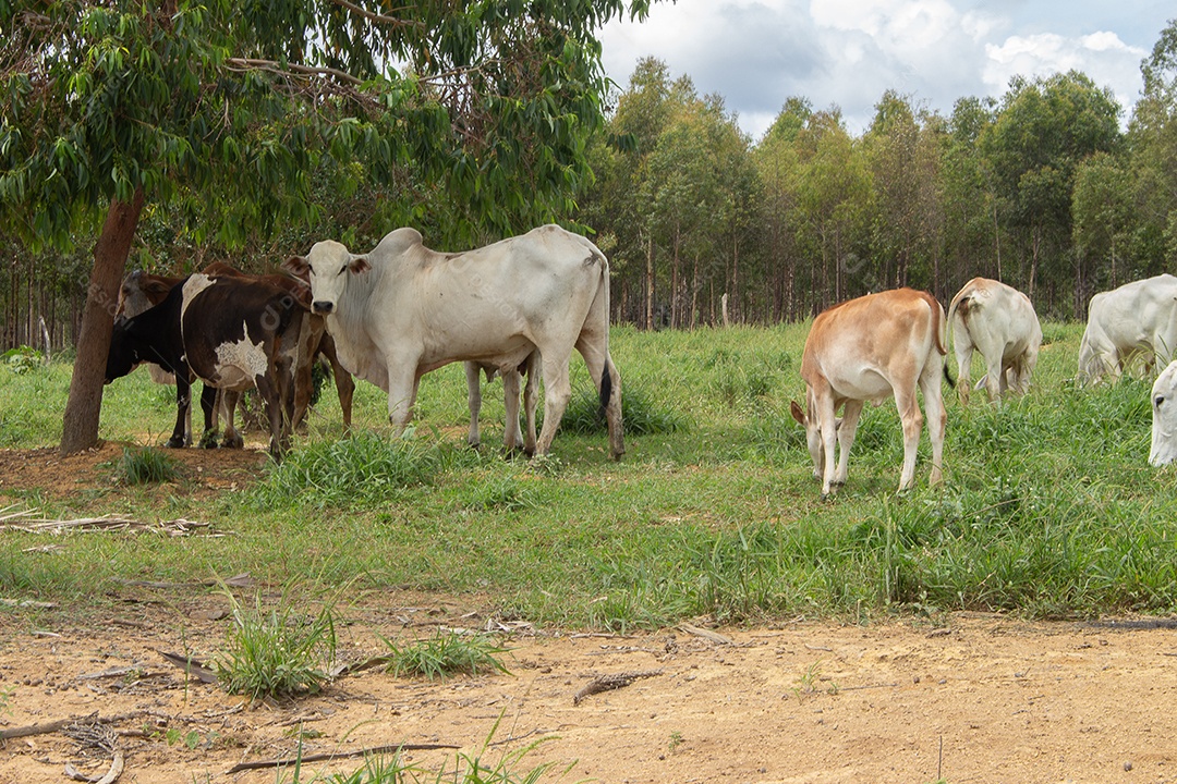 Vacas pastando e comendo em um grande pasto verde