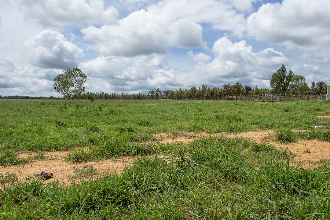 Vacas pastando e comendo em um grande pasto verde