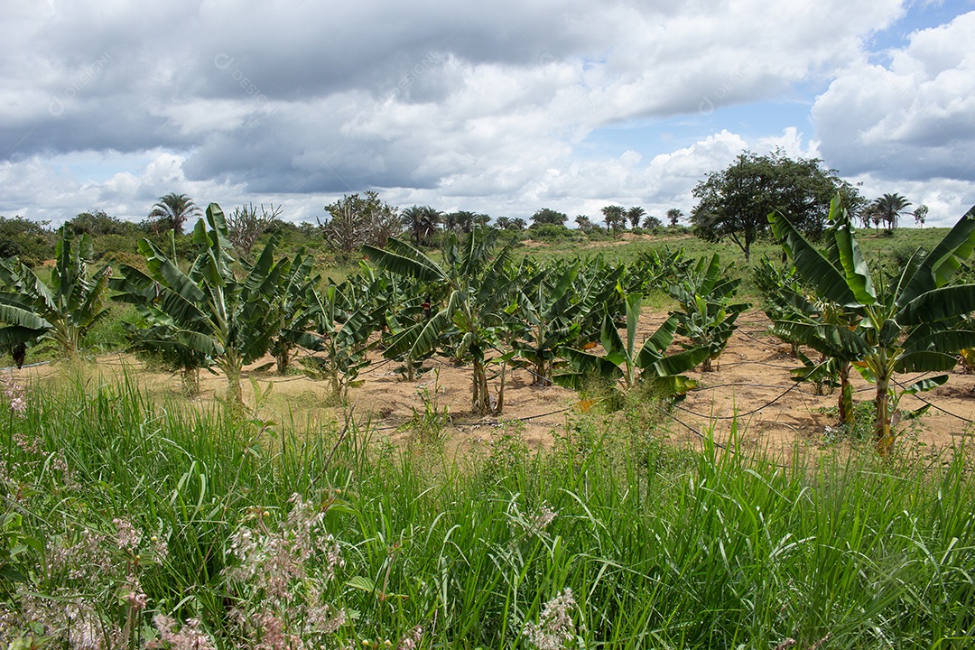 Campo de bananas irrigadas cercado por árvores em um dia nublado