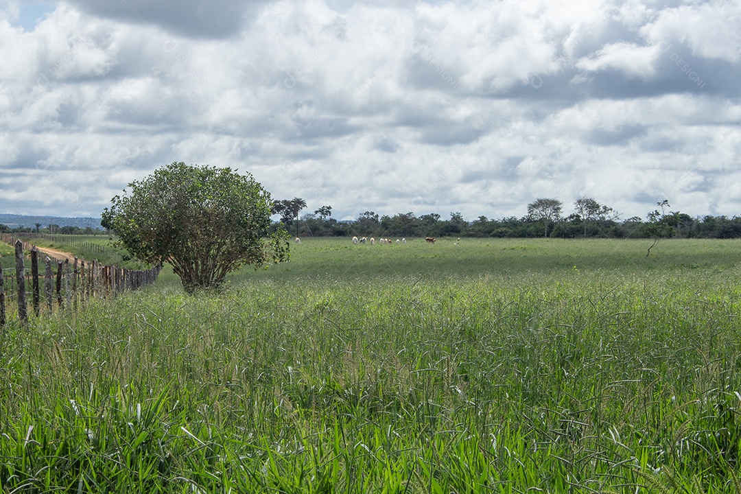 Campo de bananas irrigadas cercado por árvores em um dia nublado