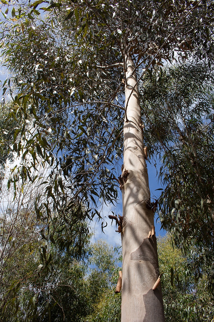 vista de baixo de um pé de eucalipto cercado por vários pés de eucalipto