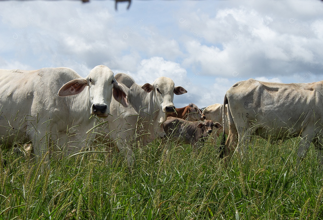 Vacas pastando e comendo em um grande pasto verde