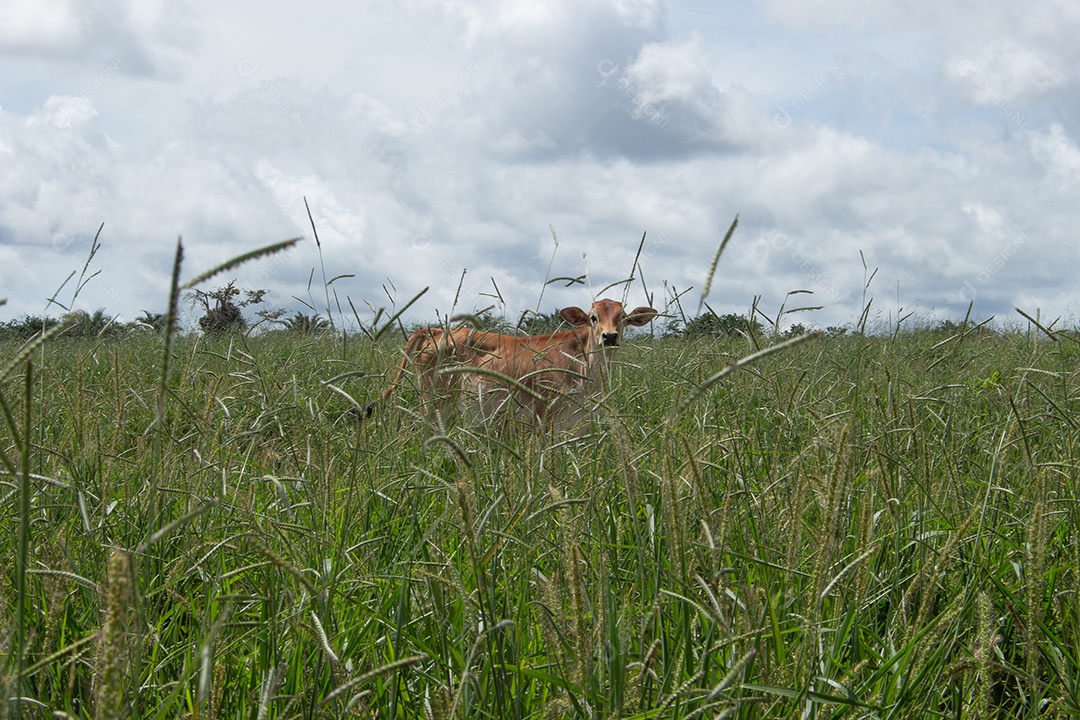 Vacas pastando e comendo em um grande pasto verde