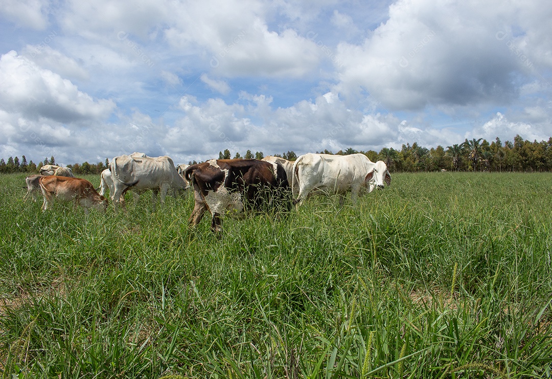 Vacas pastando e comendo em um grande pasto verde