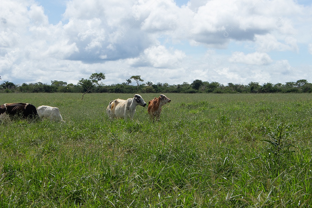 Vacas pastando e comendo em um grande pasto verde
