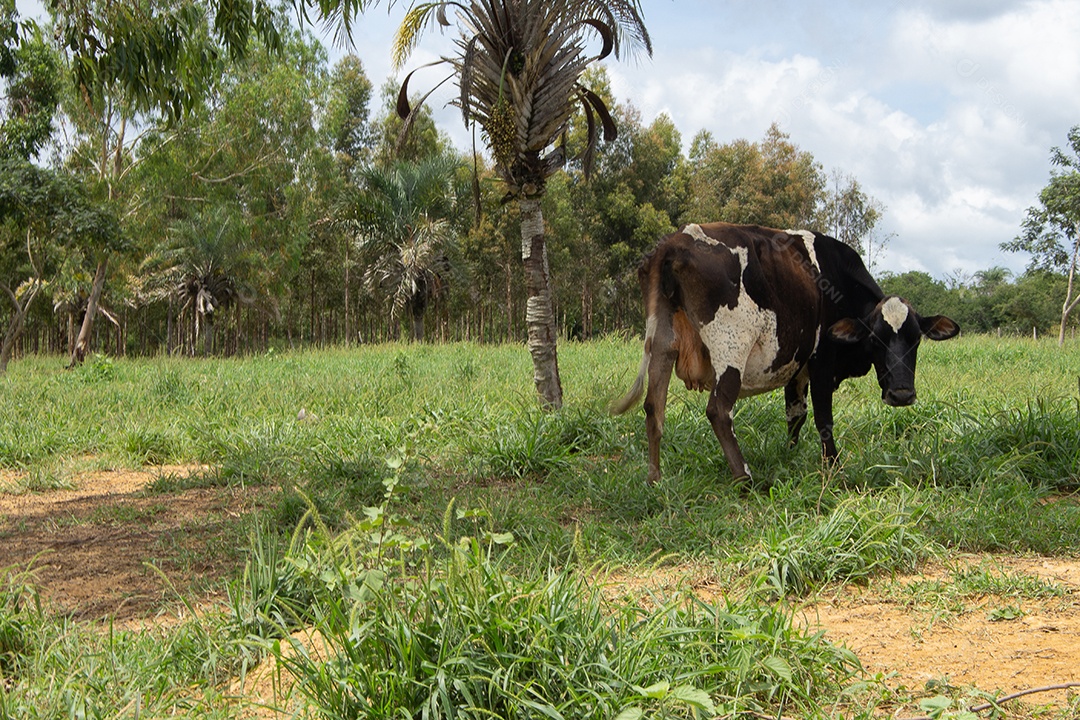 Vacas pastando e comendo em um grande pasto verde