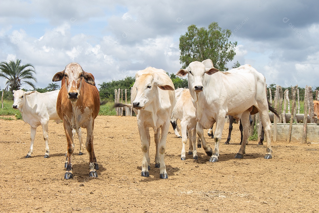 Vacas pastando e comendo em um grande pasto verde