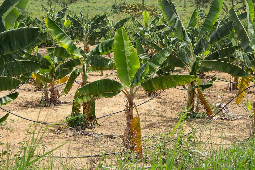 Campo de bananas irrigadas cercado por árvores em um dia nublado