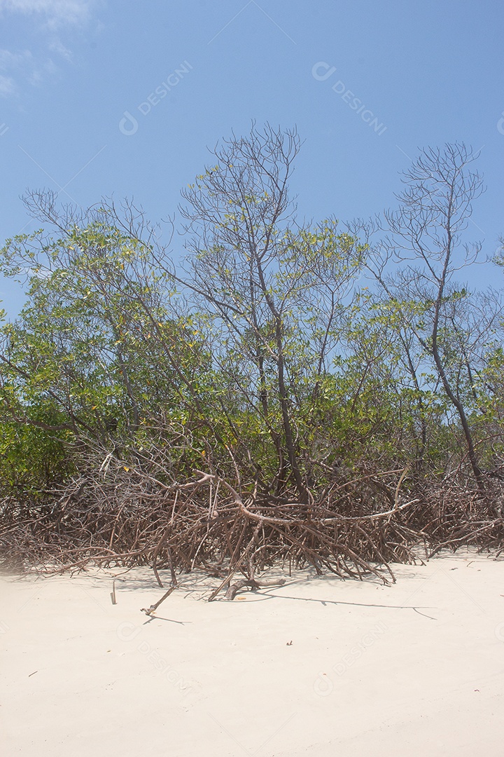 paisagem de mangue perto da praia em dia ensolarado