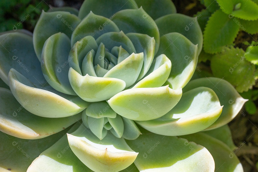 belas plantas suculentas no chão
