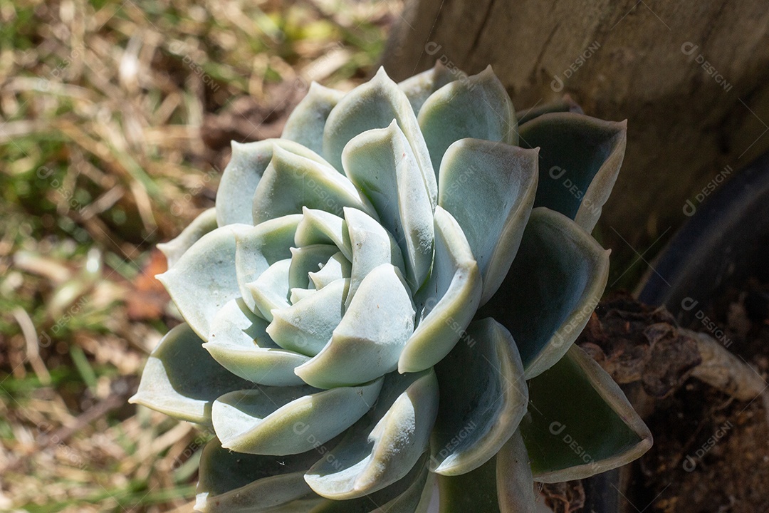 belas plantas suculentas no chão