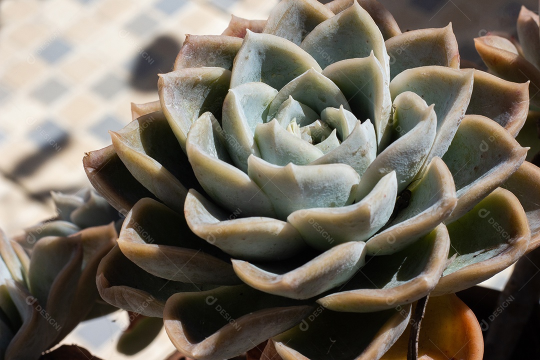 belas plantas suculentas no chão