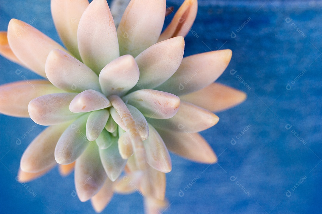 Vista incrível da paisagem e ruínas do castelo garcia davila na Praia do Forte