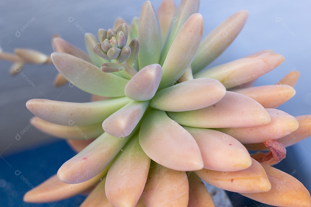 belas plantas de nome suculentas em tigela azul