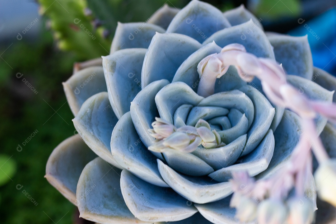 belas plantas de nome suculentas em tigela azul