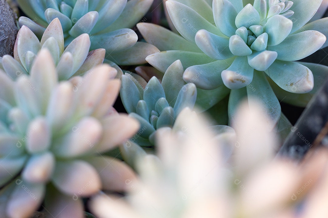 belas plantas de nome suculentas em tigela azul