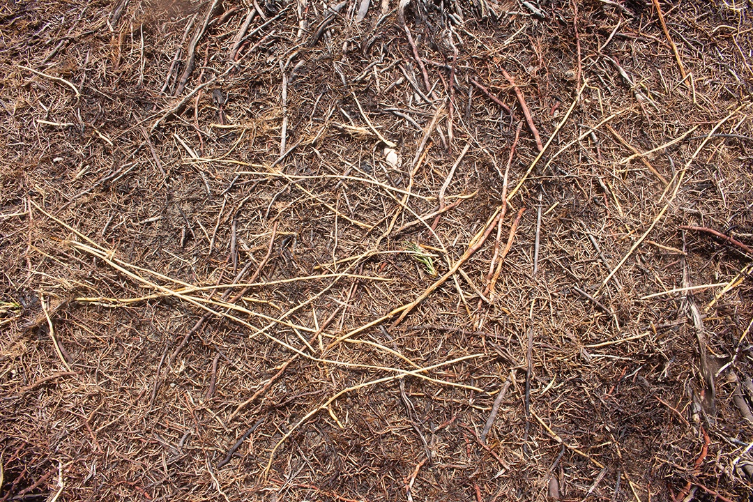 textura de madeira em um dia ensolarado - textura