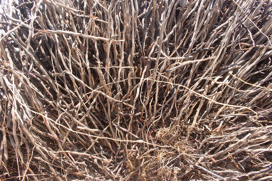 textura de madeira em um dia ensolarado - textura