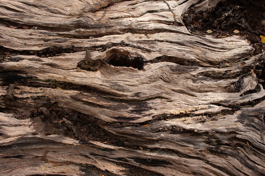 bela textura de madeira torcida marrom
