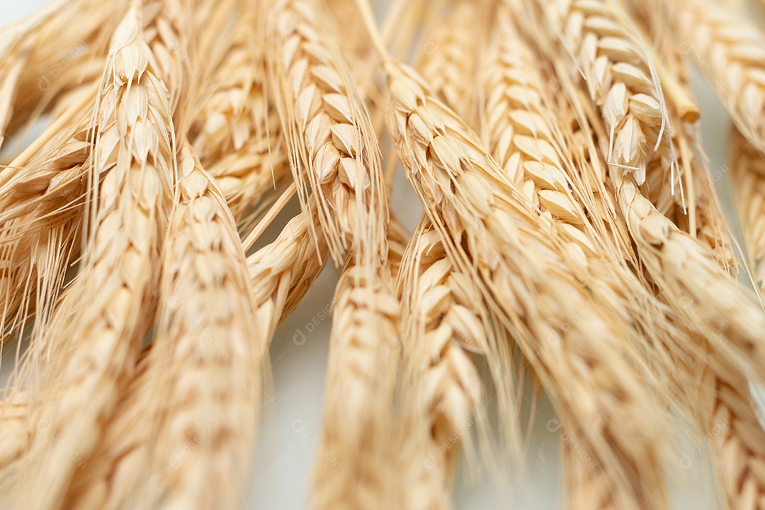 Talos de sementes de trigo secas em um fundo branco.