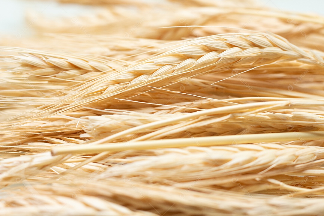 Talos de sementes de trigo secas em um fundo branco.