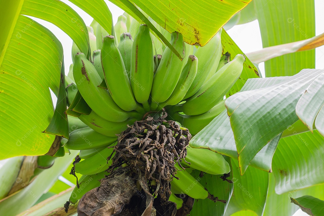 bando de banana na bananeira com várias folhas verdes grandes
