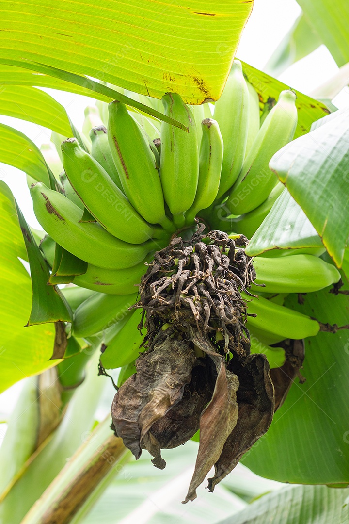 bando de banana na bananeira com várias folhas verdes grandes