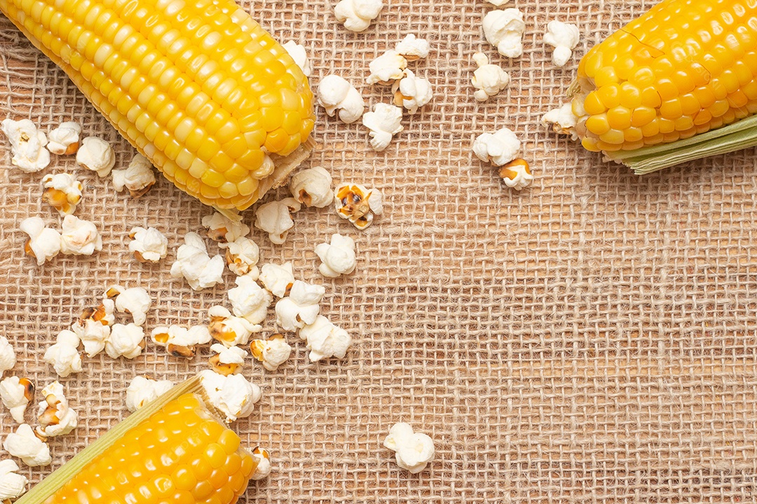 Milho festa brasileira em um fundo de palha