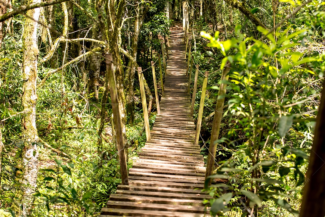 Ponte de madeira na floresta no Brasil, estrada