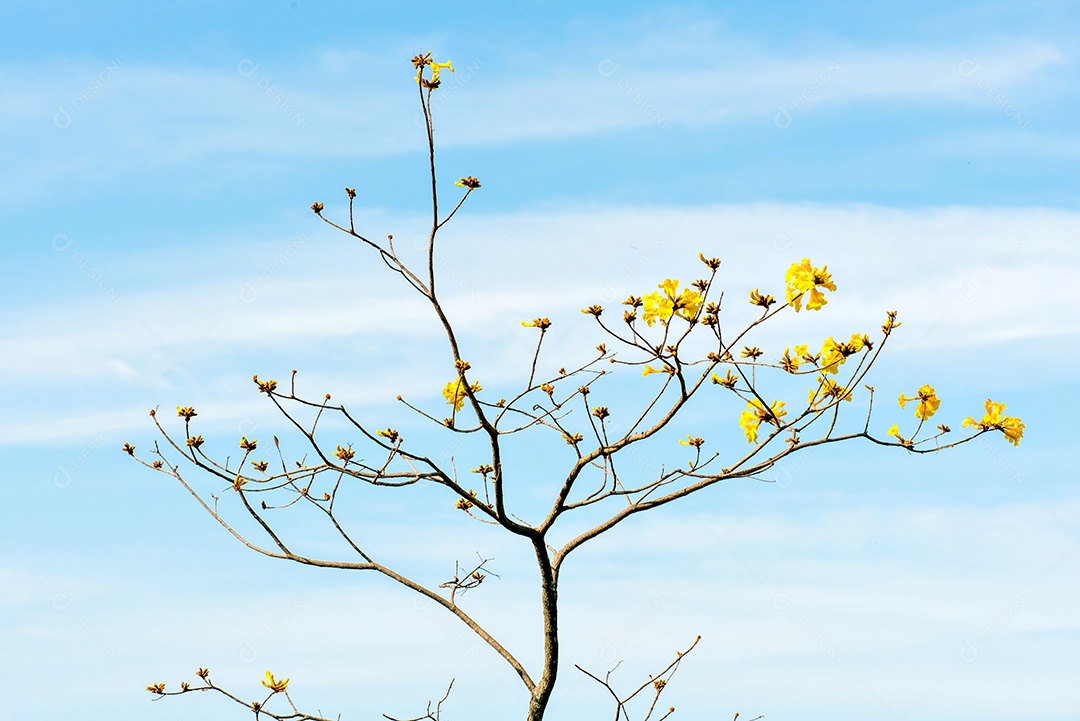 Ipê amarelo (Handroanthus albus, a árvore de trombeta dourada)