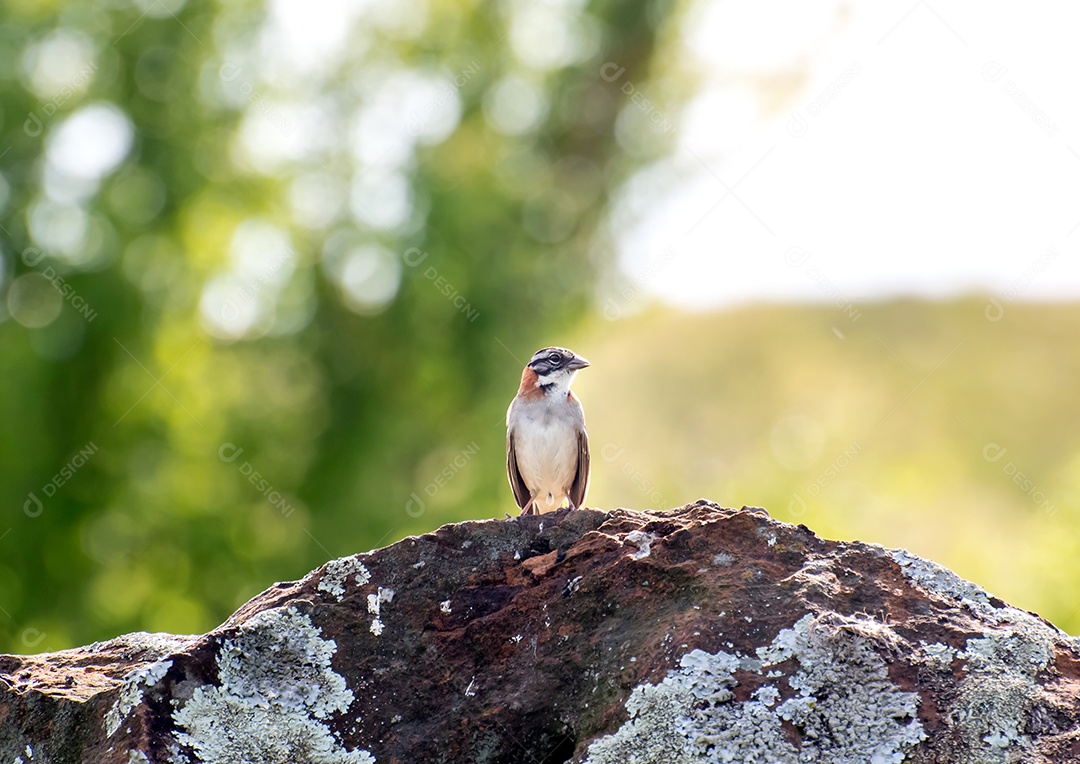 Belo pássaro Pardal-de-coleira-ruiva Zonotrichia capensis