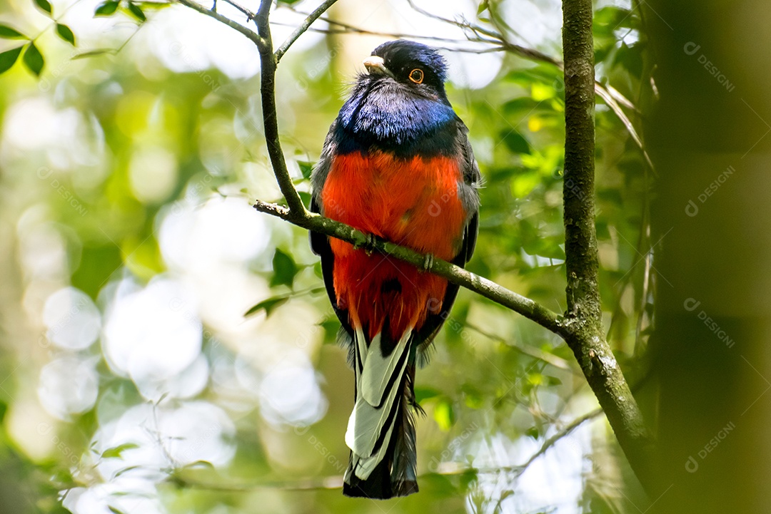 Belo pássaro Surucua Trogon (Trogon surrucura) na floresta