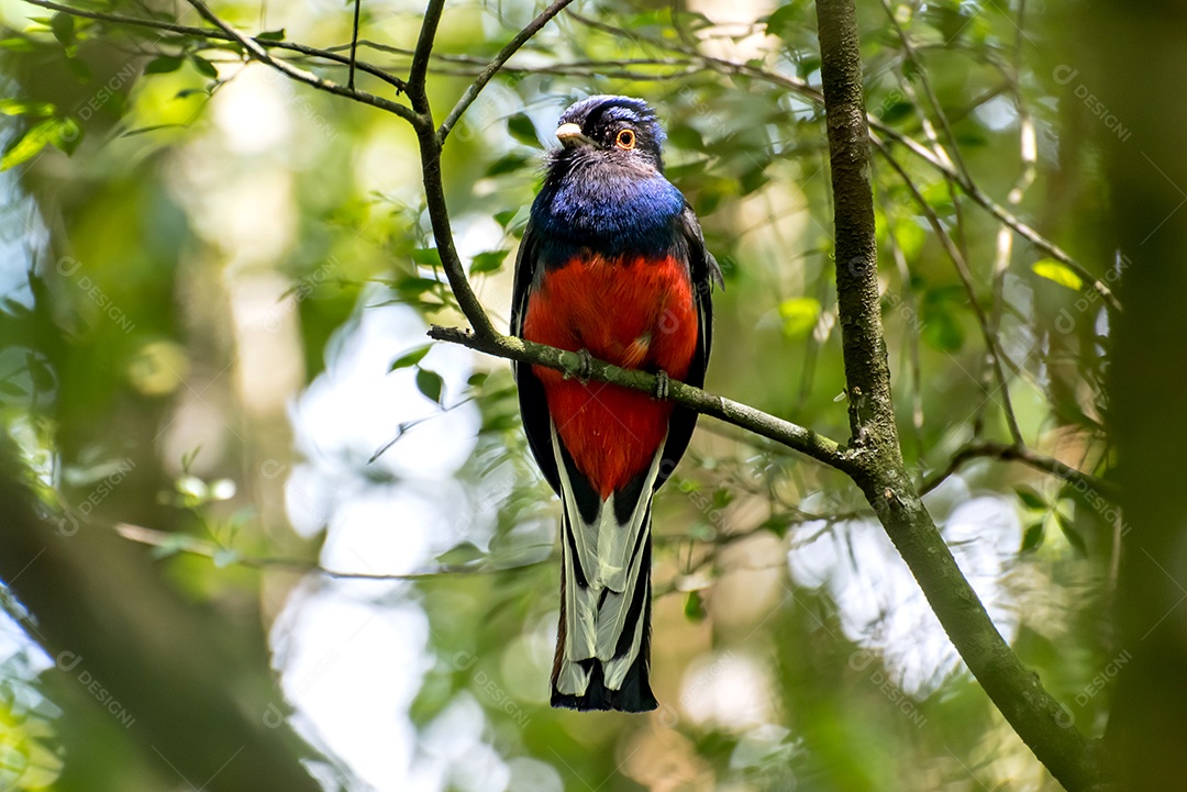 Belo pássaro Surucua Trogon (Trogon surrucura) na floresta