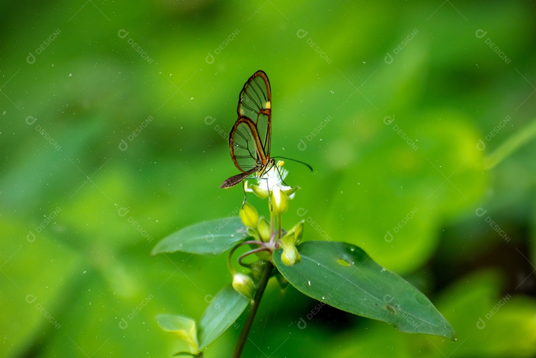 Linda borboleta transparente sobre fundo verde