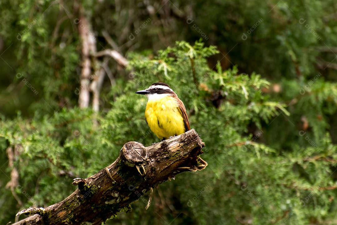 Belo pássaro amarelo no tronco da árvore com floresta ao fundo
