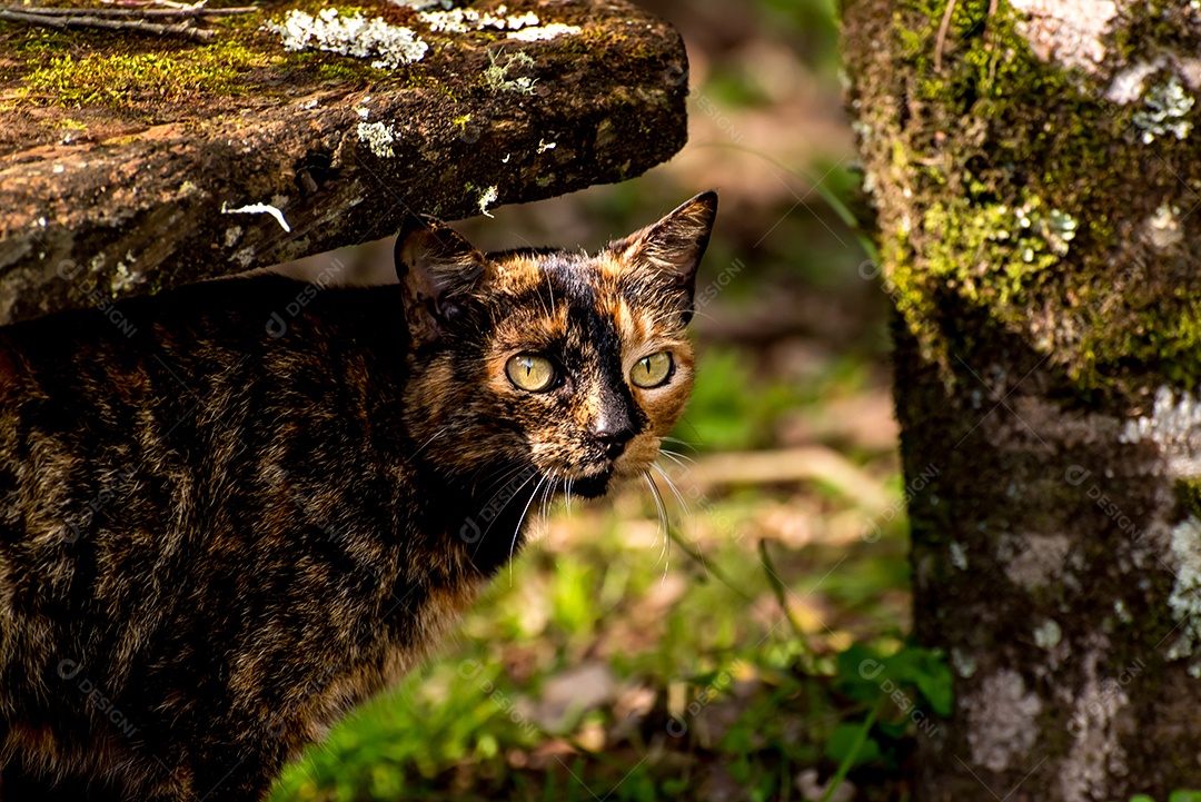 Gato preto e amarelo no jardim