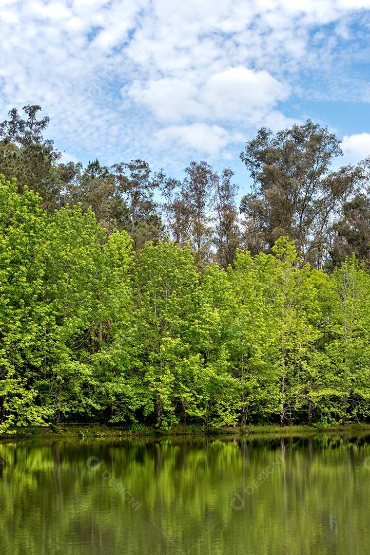 Floresta brasileira com lago verde e céu azul