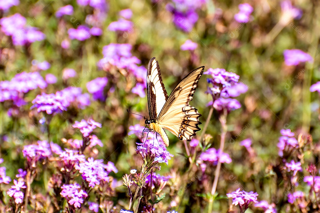 Borboleta em um campo de flores roxas