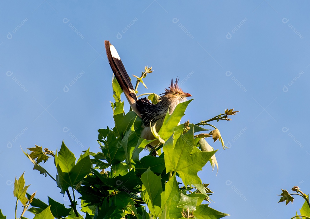 Guira Cuckoo Bird (Guira guira) em uma árvore com céu azul em background