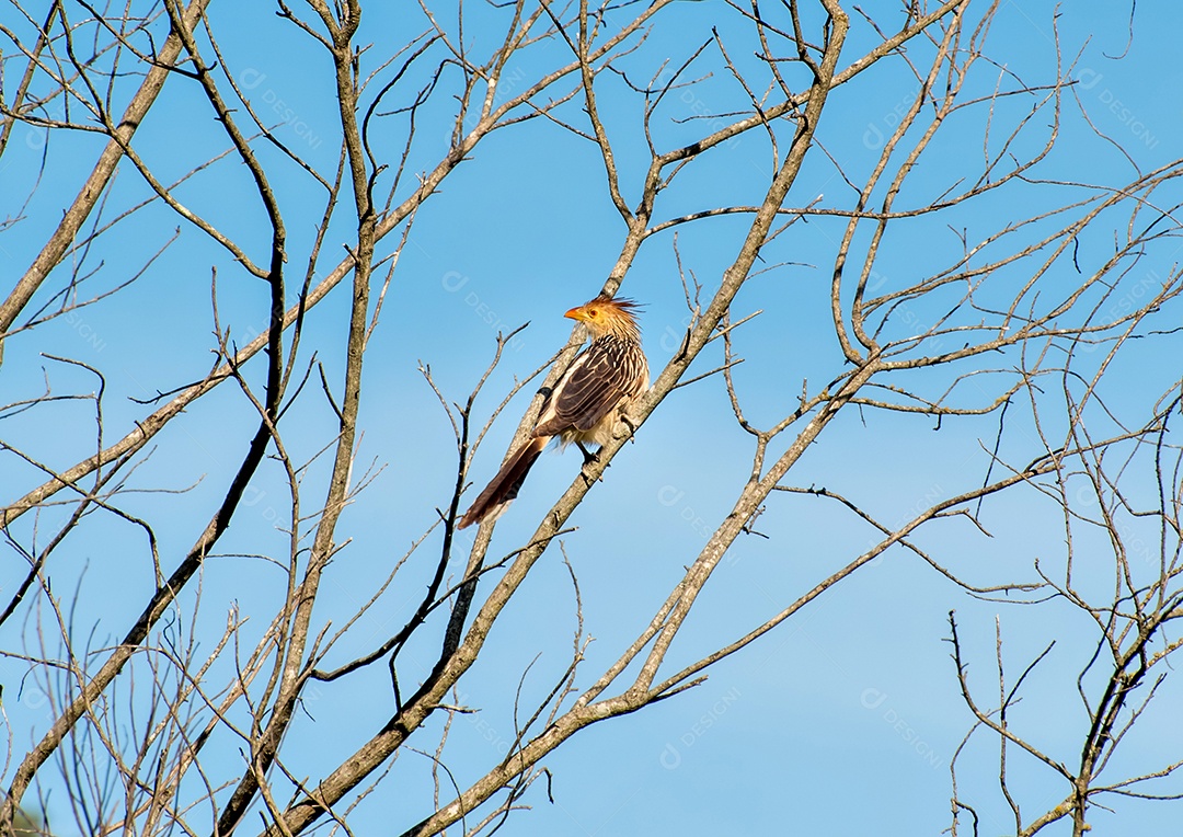 Guira Cuckoo Bird (Guira guira) em uma árvore com céu azul