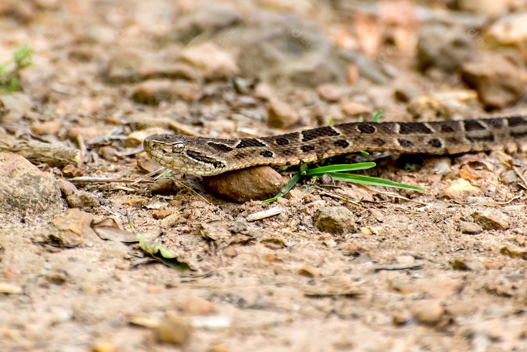 Cobra Jararaca em uma estrada rural no Brasil